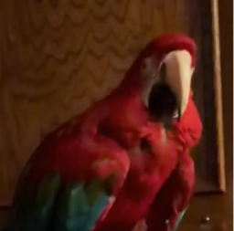 PAPAGAJ OBOŽAVA LEJDI GAGU, LJUDI GLEDAJU VIDEO I BRIŠU SUZE OD SMEHA Pogledajte koja pesma mu je omiljena 